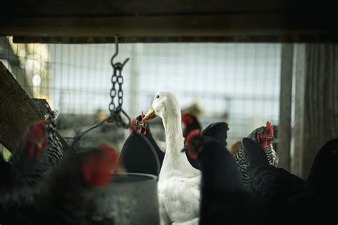 izmir tavuk çiftlikleri listesi